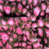 Мех искусственный 134063/0803R - фото 1903